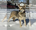 Small #4 Huskies  Mix