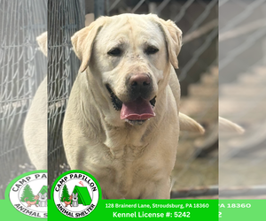 Labrador Retriever Dogs for adoption in Stroudsburg, PA, USA