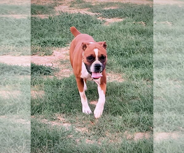 Medium Photo #4 Boxer Puppy For Sale in Dumont, NJ, USA