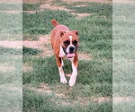 Small Photo #4 Boxer Puppy For Sale in Dumont, NJ, USA