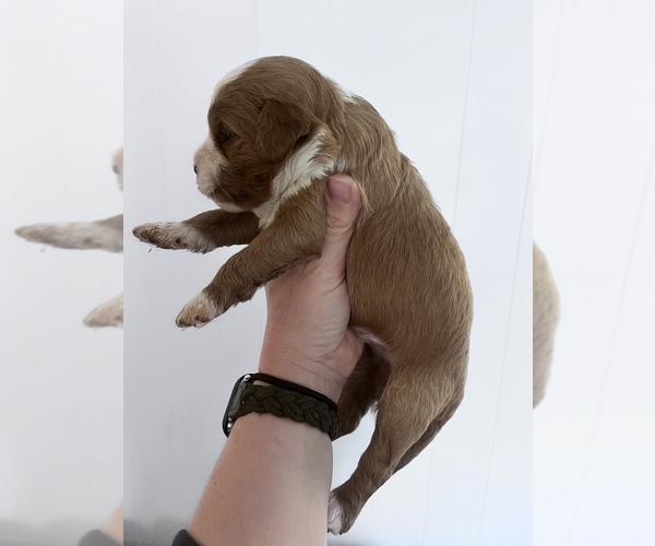 Medium Photo #2 Cavapoo Puppy For Sale in MOUNTAIN GRV, MO, USA