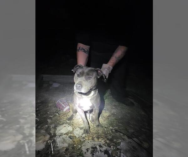 Medium Photo #1 American Staffordshire Terrier-Unknown Mix Puppy For Sale in San Antonio, TX, USA