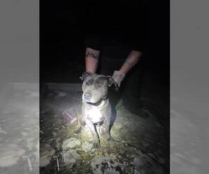 American Staffordshire Terrier-Unknown Mix Dogs for adoption in San Antonio, TX, USA