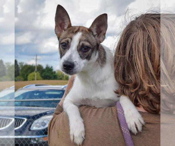 Medium Photo #5 Mutt Puppy For Sale in Huntley, IL, USA