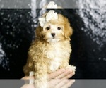 Puppy Midge F1B Maltipoo