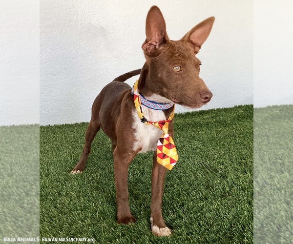 Medium Photo #4 Australian Kelpie-Chihuahua Mix Puppy For Sale in San Diego, CA, USA