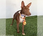 Small #3 Australian Kelpie-Chihuahua Mix