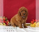 Small #3 Goldendoodle
