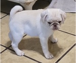 Small #8 Pug