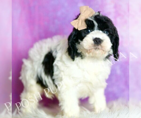 Medium Photo #5 Cavapoo (Miniature) Puppy For Sale in WARSAW, IN, USA