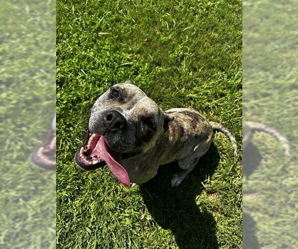 Medium Photo #1 Staffordshire Bull Terrier Puppy For Sale in Grovetown, GA, USA