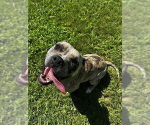 Staffordshire Bull Terrier Dogs for adoption in Grovetown, GA, USA