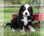 Small Bernedoodle