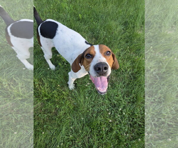 Medium Photo #1 Treeing Walker Coonhound-Unknown Mix Puppy For Sale in Crystal, MN, USA