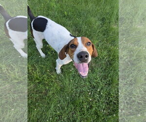 Treeing Walker Coonhound-Unknown Mix Dogs for adoption in Crystal, MN, USA