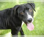 Small American Staffordshire Terrier-Labrador Retriever Mix