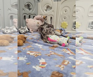 American Bully Puppy for sale in NORTH PORT, FL, USA