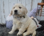 Small Photo #5 English Cream Golden Retriever Puppy For Sale in HONEY BROOK, PA, USA