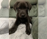 Small Photo #4 Labrador Retriever Puppy For Sale in DADE CITY, FL, USA