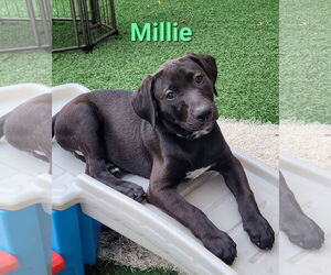Labrador Retriever-Unknown Mix Dogs for adoption in Des Moines, IA, USA