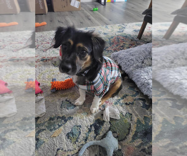 Medium Photo #4 Mutt Puppy For Sale in Candler, NC, USA