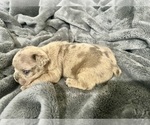Small #14 French Bulldog