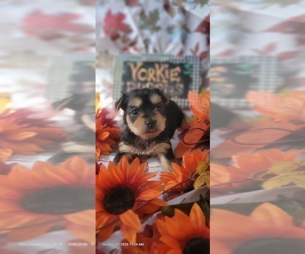 Medium Photo #12 Yorkshire Terrier Puppy For Sale in AKRON, OH, USA