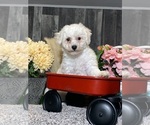Small Bichon Frise