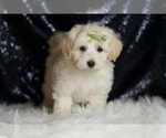 Small #1 Maltipoo