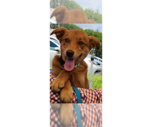 Mutt Dogs for adoption in St. Augustine, FL, USA