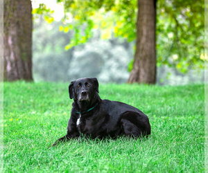Whitney - Female Labrador Retriever-Unknown Mix Dog for Adoption - Photo #2