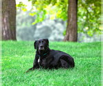 Small Photo #2 Labrador Retriever-Unknown Mix Puppy For Sale in Unionville, PA, USA
