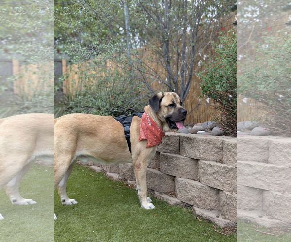 Medium Photo #12 Mastiff Puppy For Sale in Goodyear, AZ, USA