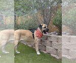 Small #11 Mastiff