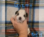 Small #3 Chizer