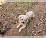 Small Photo #6 Yorkshire Terrier Puppy For Sale in MARIETTA, GA, USA