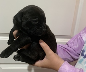 Cane Corso Puppy for sale in GRENADA, MS, USA
