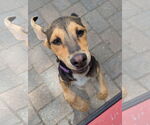 Small #2 German Pinscher Mix