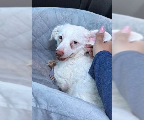 Medium Photo #3 Maltipoo (Miniature) Puppy For Sale in San Diego, CA, USA