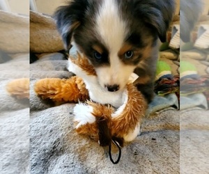 Miniature Australian Shepherd Puppy for sale in ARLINGTON, TX, USA