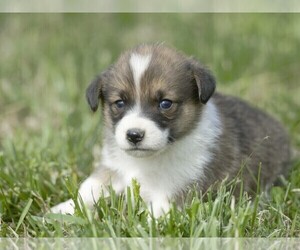 Pembroke Welsh Corgi Puppy for Sale in LIBERTY, Kentucky USA