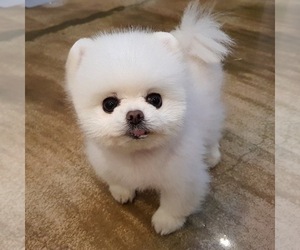 Maltese Puppy for sale in BOSTON, MA, USA