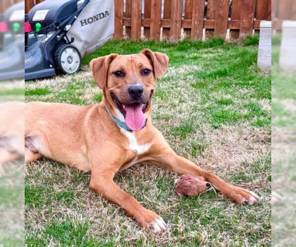 Medium Photo #2 Mutt Puppy For Sale in Tulsa, OK, USA