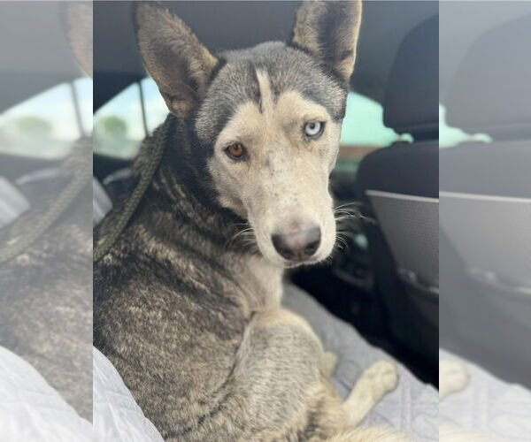 Medium Photo #3 Huskies -Unknown Mix Puppy For Sale in Lake Forest, CA, USA