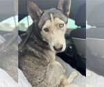 Small #2 Huskies  Mix