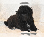 Small #3 Bichpoo
