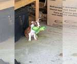 Small Photo #7 Boston Terrier Puppy For Sale in ORANGE, TX, USA