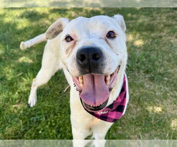 Medium Photo #1 Mutt Puppy For Sale in Pueblo, CO, USA