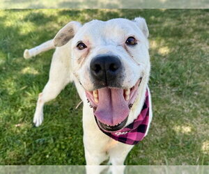 Mutt Dogs for adoption in Pueblo, CO, USA