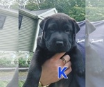 Puppy 6 Chinese Shar-Pei-German Shepherd Dog Mix